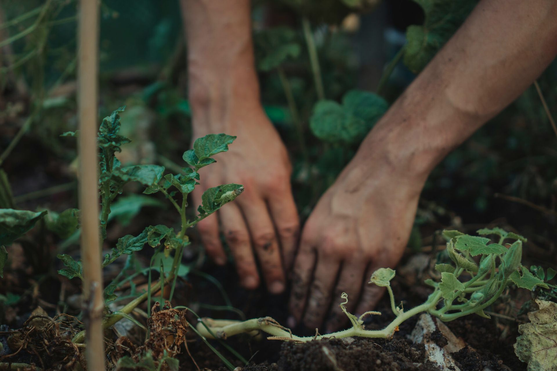 Hands cupping rich brown soil