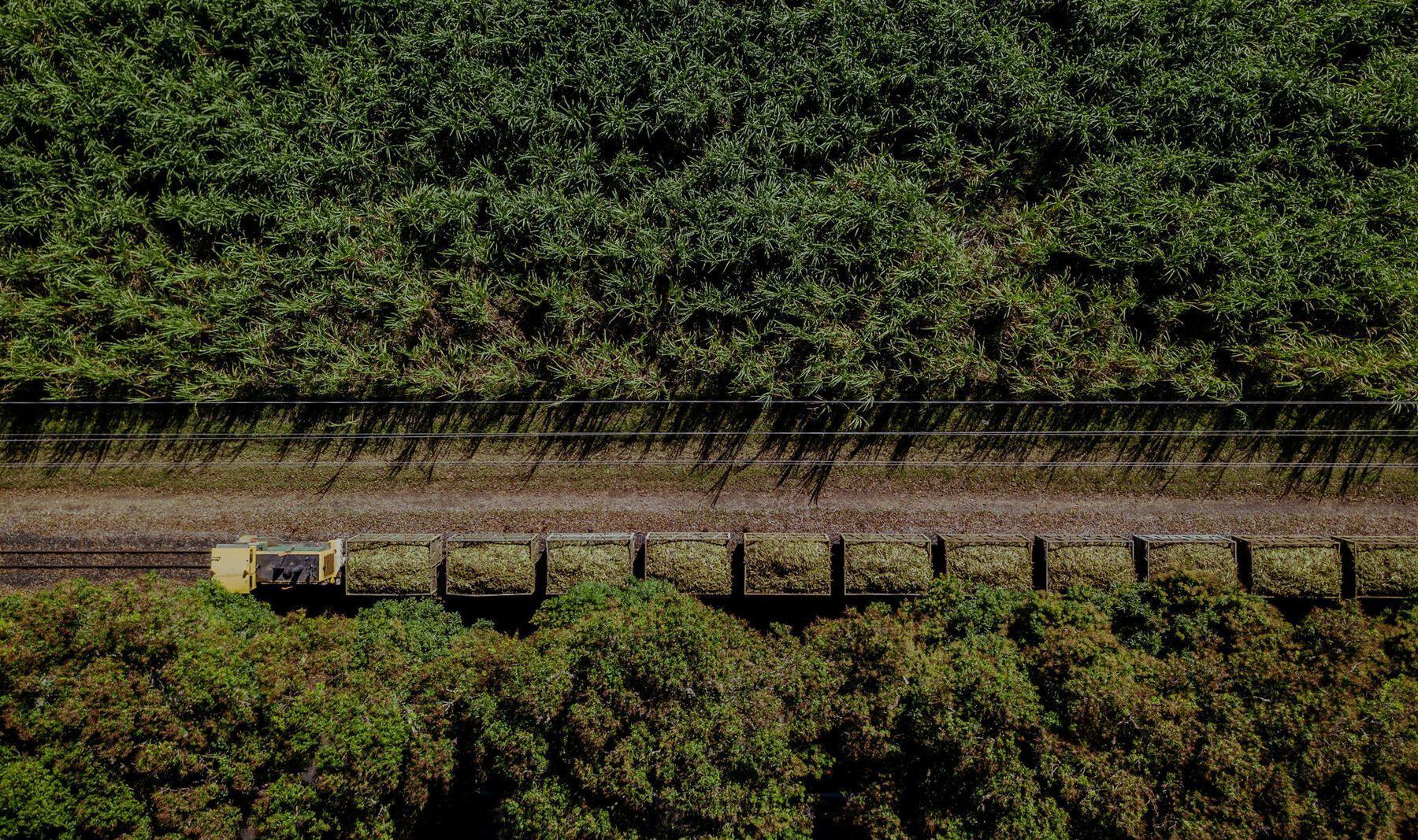 Aerial view of a sugarcane field with a harvester